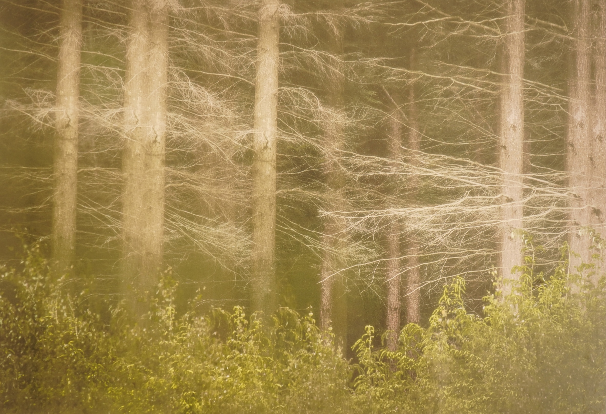 A set of eight decorative abstract compositions, Landscapes and trees, unsigned, photographic prints., Provenance: The Tanyards Collection, East Sussex